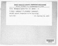 Melampsora epitea image
